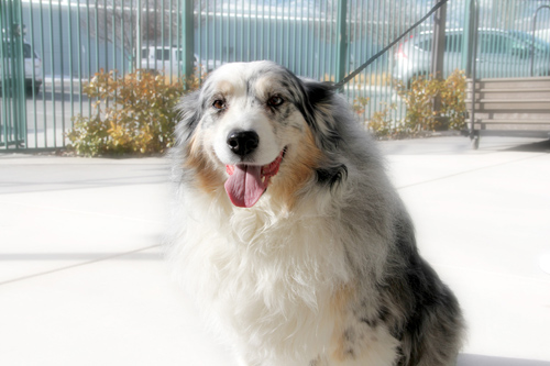 Washoe County pet owners offered free microchipping from Regional Animal Services for one year Washoe County pet owners offered free microchipping from Regional Animal Services for one year